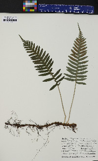 Polypodium appalachianum image