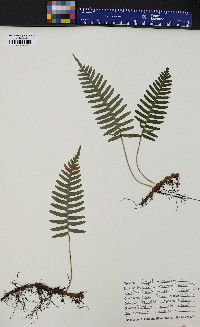 Polypodium appalachianum image