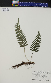 Polypodium appalachianum image