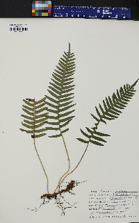 Polypodium appalachianum image