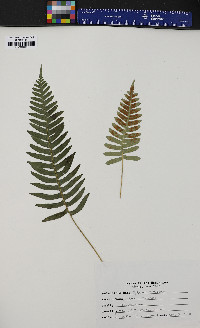 Polypodium vulgare image