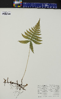 Phegopteris connectilis image