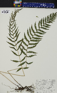 Thelypteris simulata image