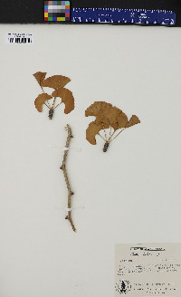 Ginkgo biloba image