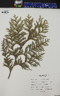 Thuja occidentalis image