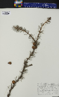 Larix laricina image