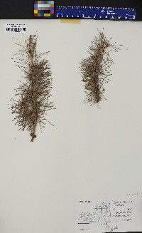 Larix laricina image