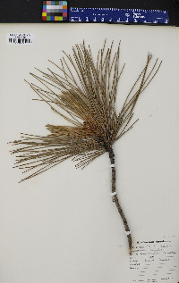 Pinus resinosa image