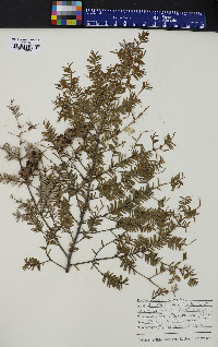 Tsuga canadensis image