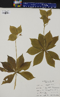 Medeola virginiana image