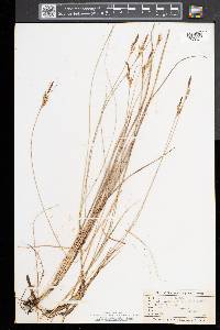 Carex livida image