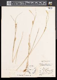 Carex tetanica image