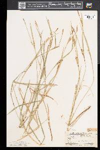 Carex tetanica image