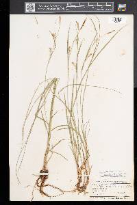 Carex tetanica image