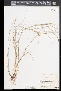 Carex tetanica image