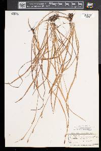 Carex vaginata image