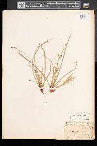 Carex pedunculata image