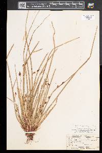 Carex pedunculata image