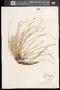 Carex pedunculata image