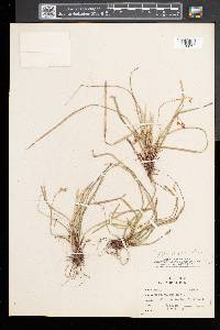 Carex pedunculata image