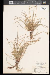 Carex pedunculata image