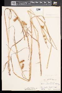 Carex tuckermanii image