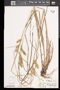 Carex tuckermanii image