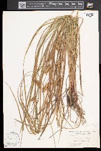 Carex tuckermanii image