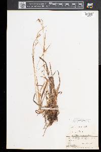 Carex aurea image