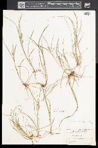 Carex aurea image