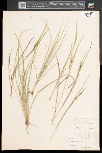 Carex aurea image