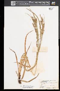 Carex scabrata image