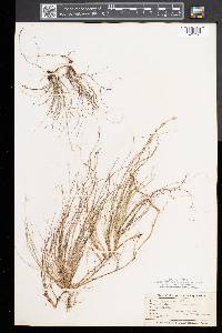 Carex eburnea image