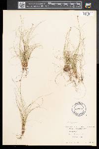 Carex eburnea image