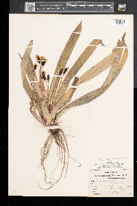 Carex plantaginea image