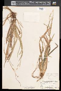 Carex laxiculmis image