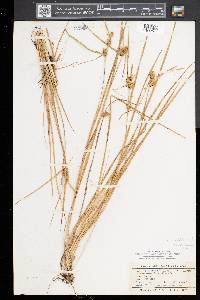 Carex cryptolepis image