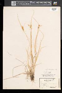 Carex viridula image