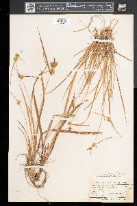 Carex flava image