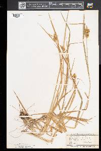 Carex flava image