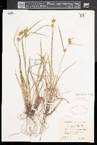 Carex flava image