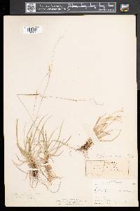 Carex capillaris image