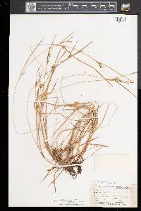 Carex conoidea image