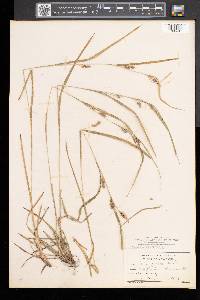 Carex grisea image