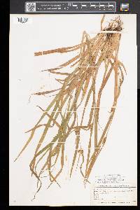 Carex grisea image