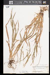 Carex grisea image