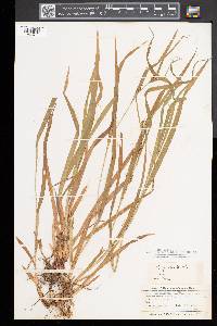 Carex grisea image