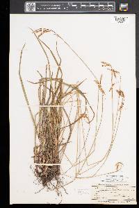 Carex castanea image