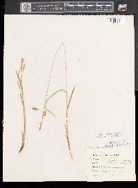 Carex castanea image