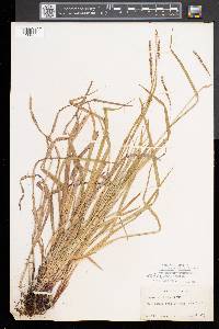 Carex arctata image